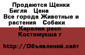 Продаются Щенки Бигля › Цена ­ 35 000 - Все города Животные и растения » Собаки   . Карелия респ.,Костомукша г.